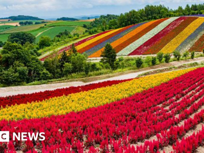 일본, 꽃의 섬을 세계적인 칩 허브로 바꾸려는 도박