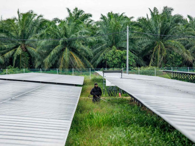 말레이시아 팜유 대기업들, 농장을 AI 데이터 센터로 전환