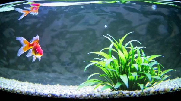 Auto-generated video thumbnail