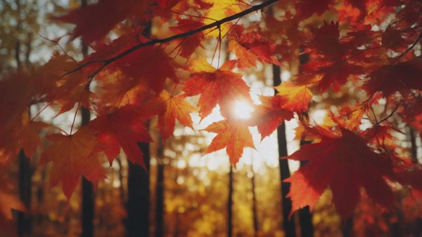 Auto-generated video thumbnail